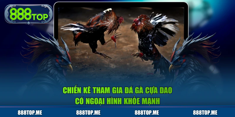 Chiến kê tham gia đá gà cựa dao có ngoại hình khỏe mạnh
