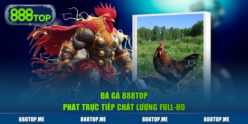 Đá Gà 888TOP phát trực tiếp chất lượng Full-HD