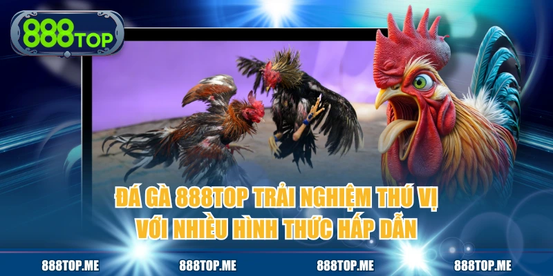 Đá Gà 888TOP Trải Nghiệm Thú Vị Với Nhiều Hình Thức Hấp Dẫn
