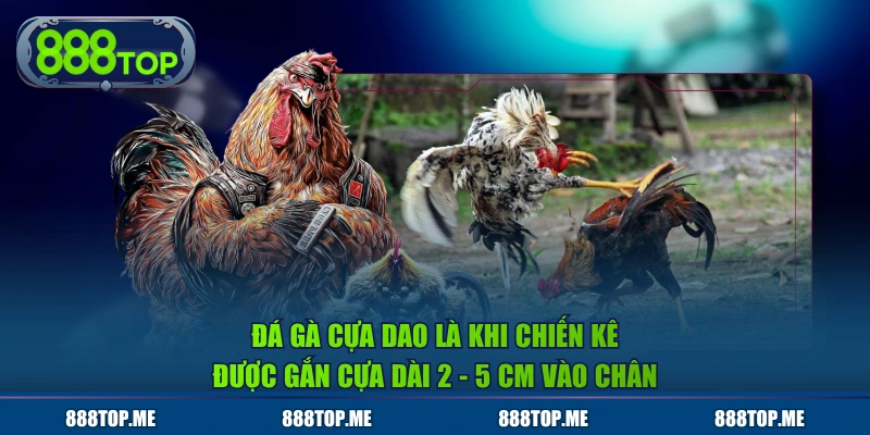 Đá gà cựa dao là khi chiến kê được gắn cựa dài 2 - 5 cm vào chân